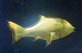 Midas Fish